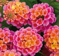 Lantana Rose Live Plants - No Pot - Vibrant Pink/Red/Orange Blooms - Lantana camara - Butterfly & Bee Attracting