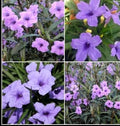 Purple Mexican Petunia Live Plants - 5 Plugs - 5-7" Tall - Ruellia Simplex