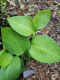 Rhaphidophora hayi Shingling Plant Cutting - One Node Fresh Cutting - Tropical Indoor Houseplant