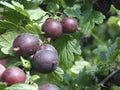 Black Velvet Gooseberry Live Plant - Dormant Rooted Cutting, Worcesterberry Cross, Hardy in Zones 4-7
