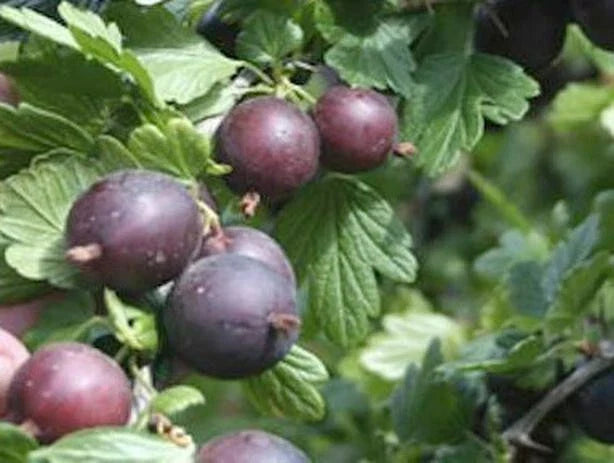Black Velvet Gooseberry Live Plant - Dormant Rooted Cutting, Worcesterberry Cross, Hardy in Zones 4-7