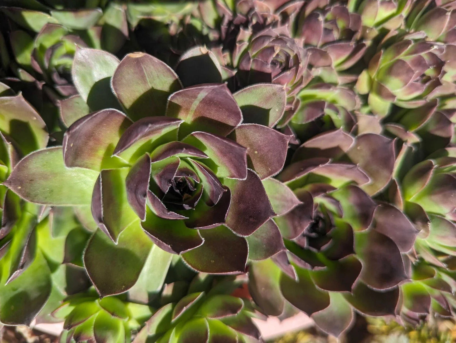 Large Jovibarba Heuffelii Succulents, Hen and Chick Live Plants, Bare Root