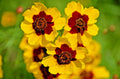 Dwarf Plains Coreopsis Seeds - 2000+ Edible Medicinal Wildflower Seeds | Native Tickseed (Coreopsis tinctoria)
