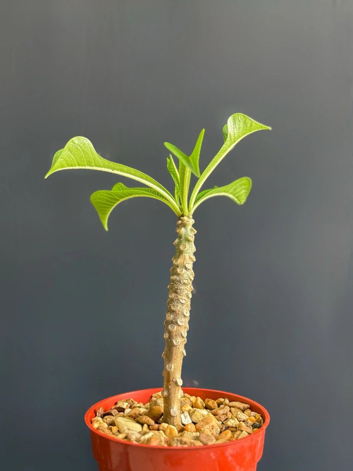 Plumeria Pudica Wedding Bouquet Plant - Tropical White Flowering Specimen in 4" Pot - Exotic Indoor/Outdoor Decor