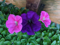 Petunia Wave Color Combo Live Plants, 10 Baby Plugs, Easy Wave Navy Velour & Shock Wave Rose, Petunia spp.