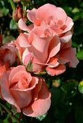 Salmon Rose Seeds - 10 Perennial Flower Seeds - Flowering Shrub - Rosa spp. - US Seller