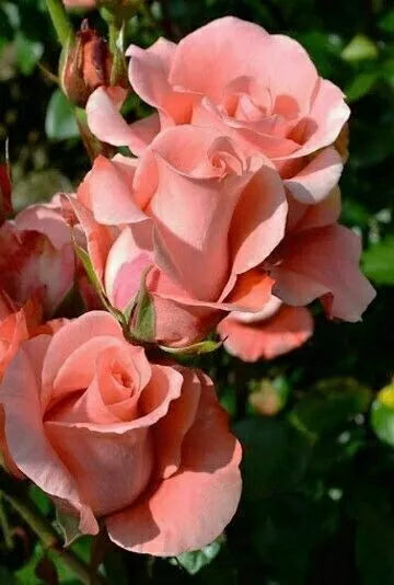 Salmon Rose Seeds - 10 Perennial Flower Seeds - Flowering Shrub - Rosa spp. - US Seller