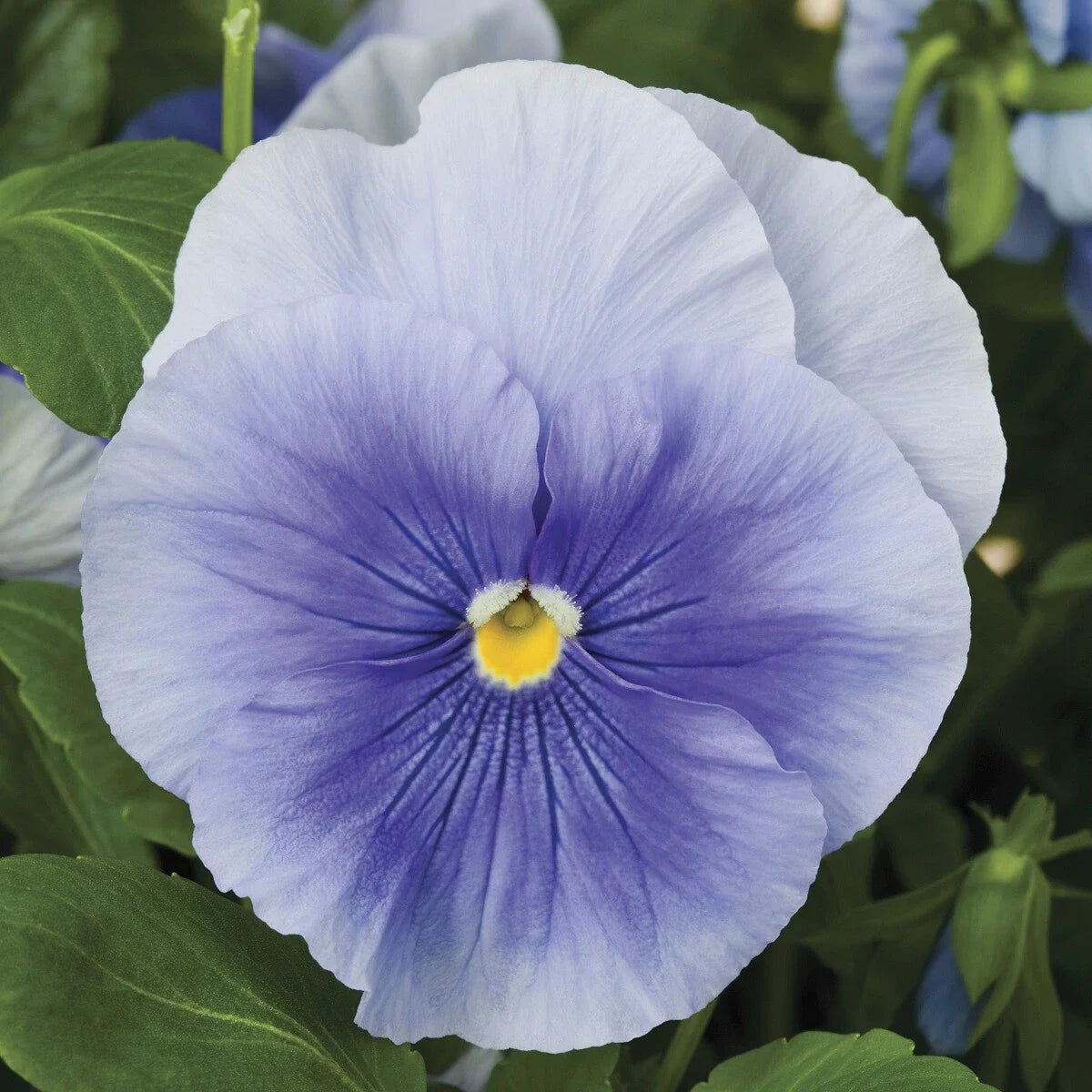 Pansy Seeds Pack - 50 Delta Premium Pure Light Blue - Violas wittrockiana