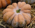 Fairy Tale Pumpkin Seeds, Musque de Provence, NON-GMO Heirloom, Organic Gardening, Seed Pack