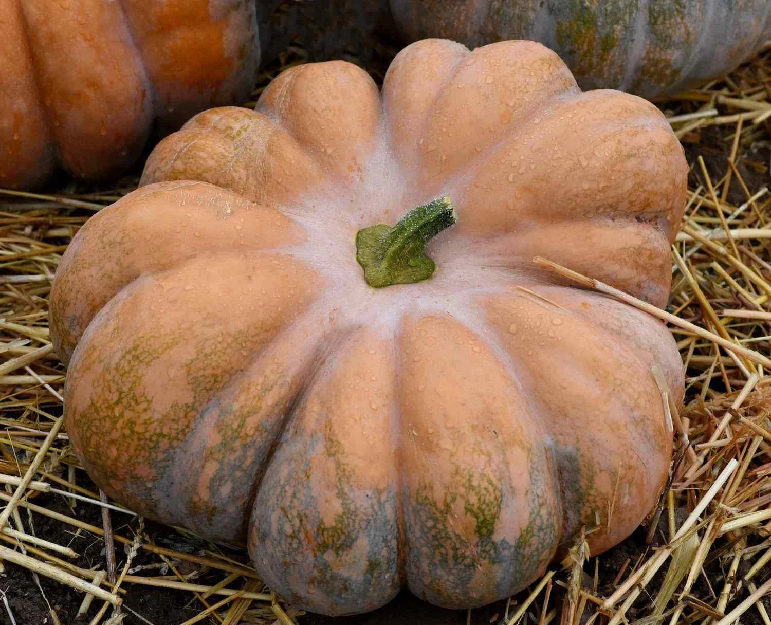 Fairy Tale Pumpkin Seeds, Musque de Provence, NON-GMO Heirloom, Organic Gardening, Seed Pack