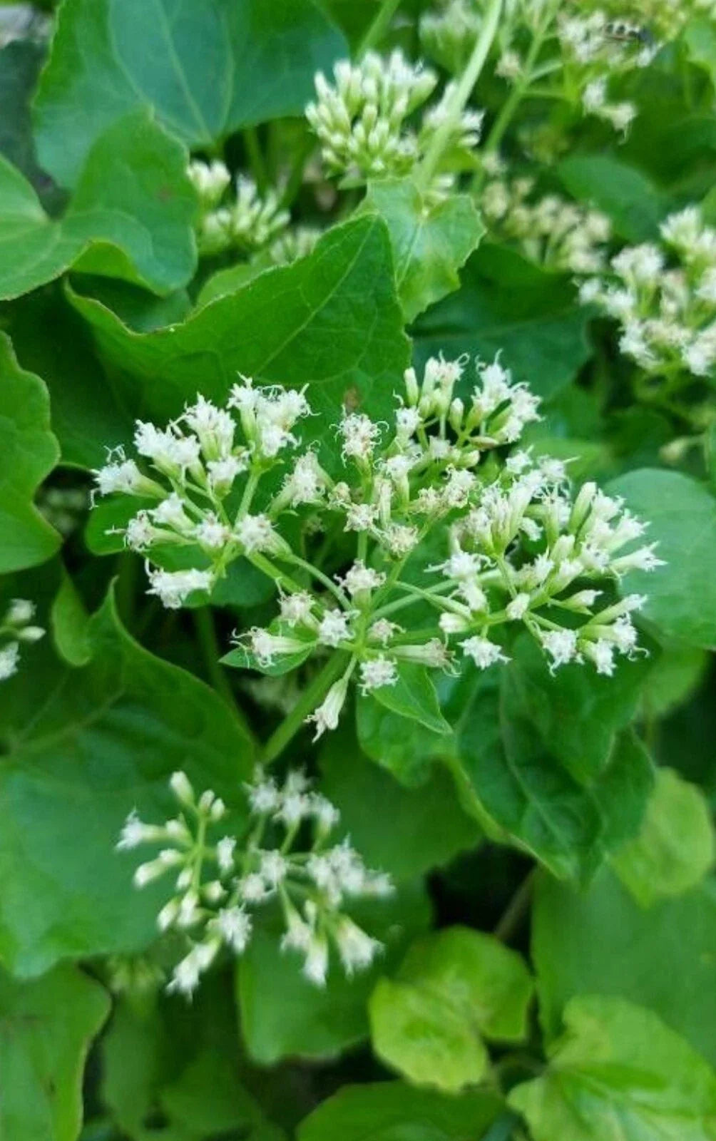 Climbing Hempvine Seeds - 100+ Pack, Mikania scandens, Aromatic Climbing Hempweed