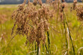 Wool Grass Seeds - 1000+ Count - Native Wildflower for Marsh Wetlands - Scirpus cyperinus