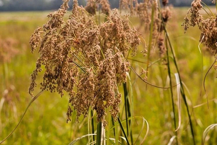 Wool Grass Seeds - 1000+ Count - Native Wildflower for Marsh Wetlands - Scirpus cyperinus