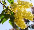 Yellow Lilac Seeds for Planting | 50+ Seeds | Highly Prized for Bonsai | Syringa vulgaris