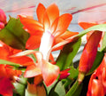 Stem Cuttings for Orange Christmas Cactus, Ready to Root, 3 Segments, Thanksgiving Cactus (Schlumbergera)