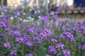 Moss Verbena Seeds - Perennial Ground Cover - Creeping Purple Flower - Verbena bonariensis - Free Shipping