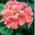 Zonal Geranium Cuttings 10 Stems Coral Pelargonium for Rooting Plant Propagation 🌱