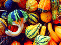 Small Gourd Seeds Mix | 25+ Seeds | Colorful Fall Decor Varieties | Cucurbita pepo
