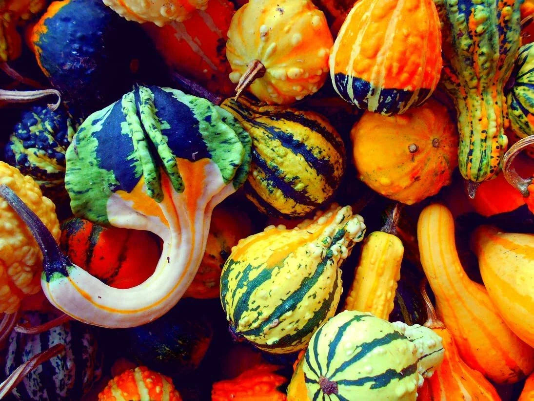 Small Gourd Seeds Mix | 25+ Seeds | Colorful Fall Decor Varieties | Cucurbita pepo