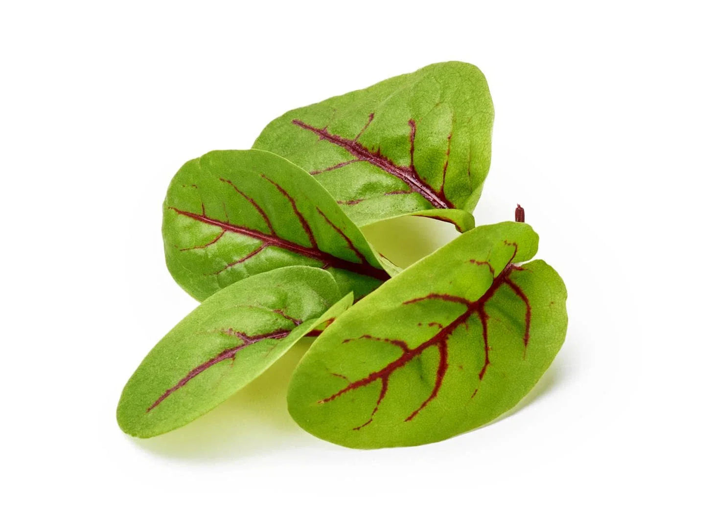 Red Veined Sorrel Seeds - Colorful Salad Greens - Rumex sanguineus - Fast Shipping, Tracking Included