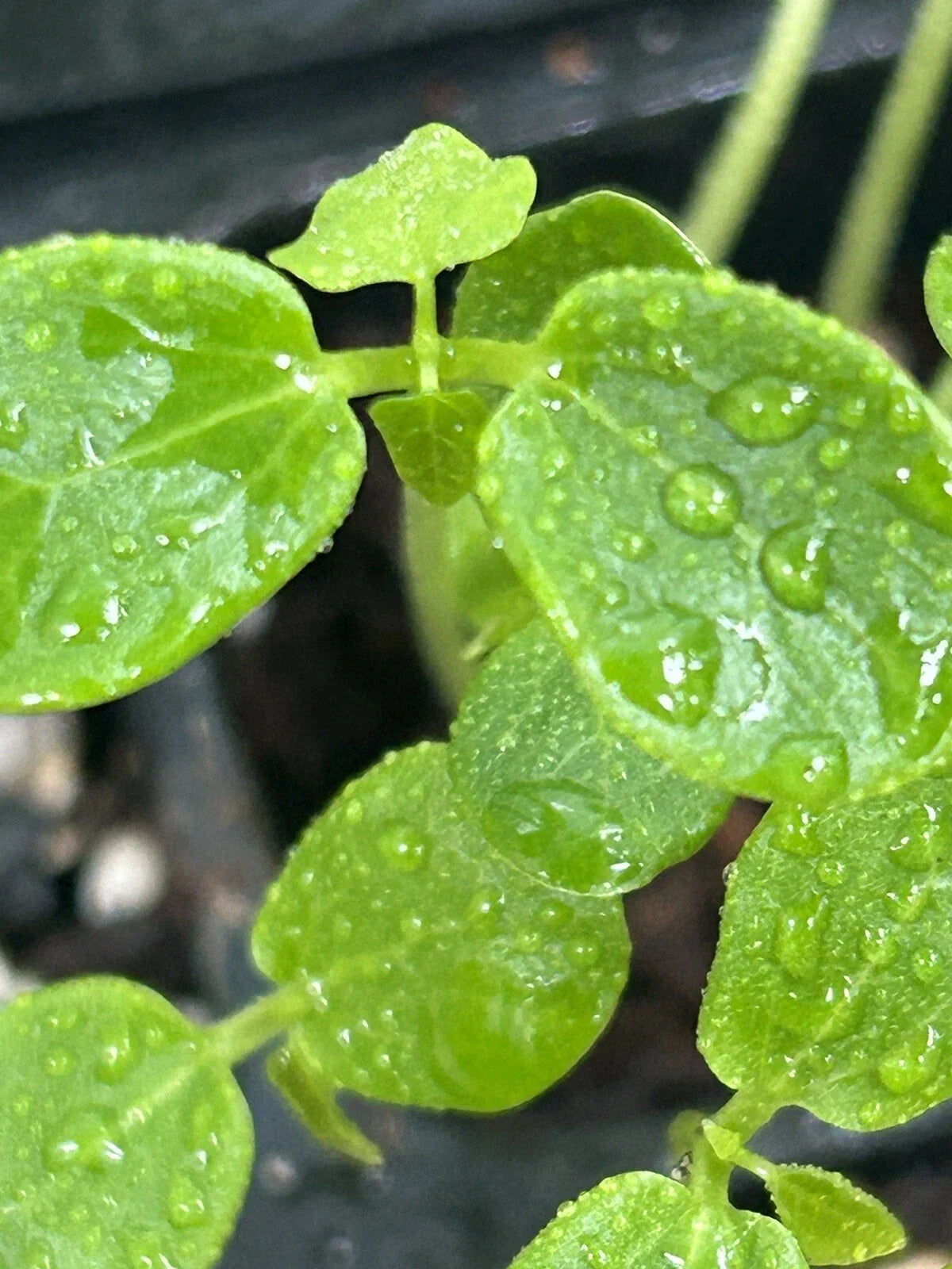 Papaya Seedling Plant in 3" Pot - Carica papaya - Live Fruit Plant for Home Garden