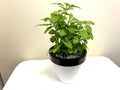 Holy Basil Plant - 5-8" Rooted - Ocimum sanctum