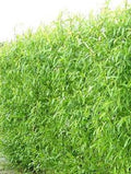 Hybrid Willow Tree Cuttings - 12 Fast Growing Cuttings for Windbreaks - Salix x.