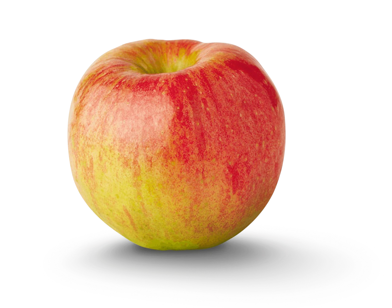 Dwarf Apple Tree Cuttings - 12 Organic Live Grafting Scions - Ideal for Rooting - Malus domestica