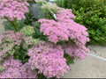 Sedum 'Autumn Joy' Cutting 1pc | Pink Flowering Stonecrop | Hardy Garden Plant | Hylotelephium telephium