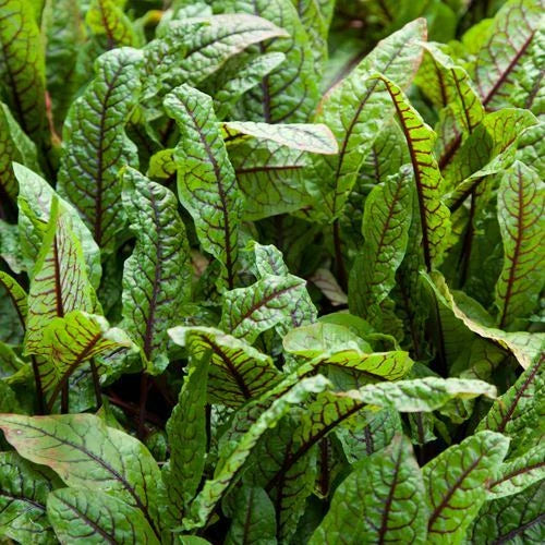 Cold Hardy Bloody Dock Aquatic Marginal Pond Plant - Rumex sanguineus - Buy 2 Get 1 Free