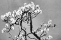 Cherry Tree Bonsai Seeds - 20 Count - Ornamental Cherry (Prunus serrulata) - Ideal for Gardening and Bonsai Cultivation