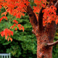 Paperbark Maple Tree Seeds - Stunning Peeling Cinnamon Bark - Acer griseum - Ideal for Planting