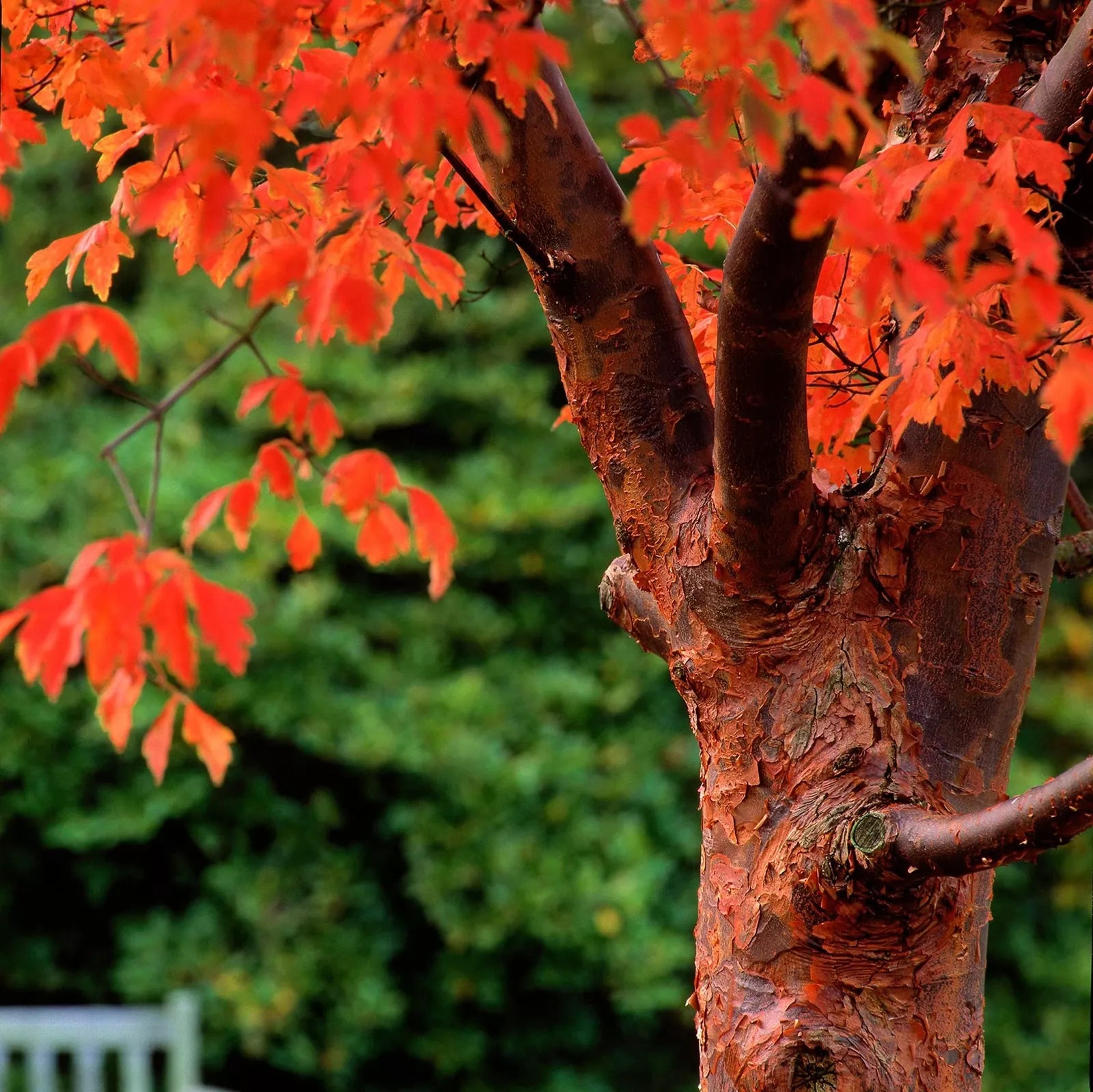 Paperbark Maple Tree Seeds - Stunning Peeling Cinnamon Bark - Acer griseum - Ideal for Planting