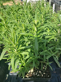 Live Rosemary Plant in 4" Square Pot, Culinary Herb, Well-Rooted Healthy Plants, Rosmarinus officinalis