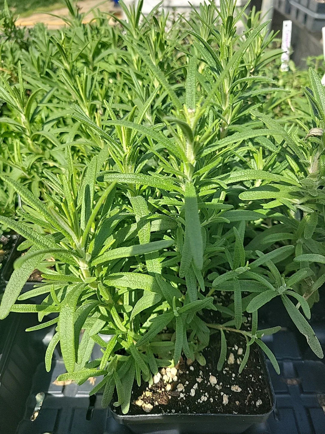 Live Rosemary Plant in 4" Square Pot, Culinary Herb, Well-Rooted Healthy Plants, Rosmarinus officinalis