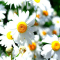 German Chamomile Seeds - 200 Non-GMO Heirloom Flower Tea Medicinal Herb (Matricaria chamomilla)