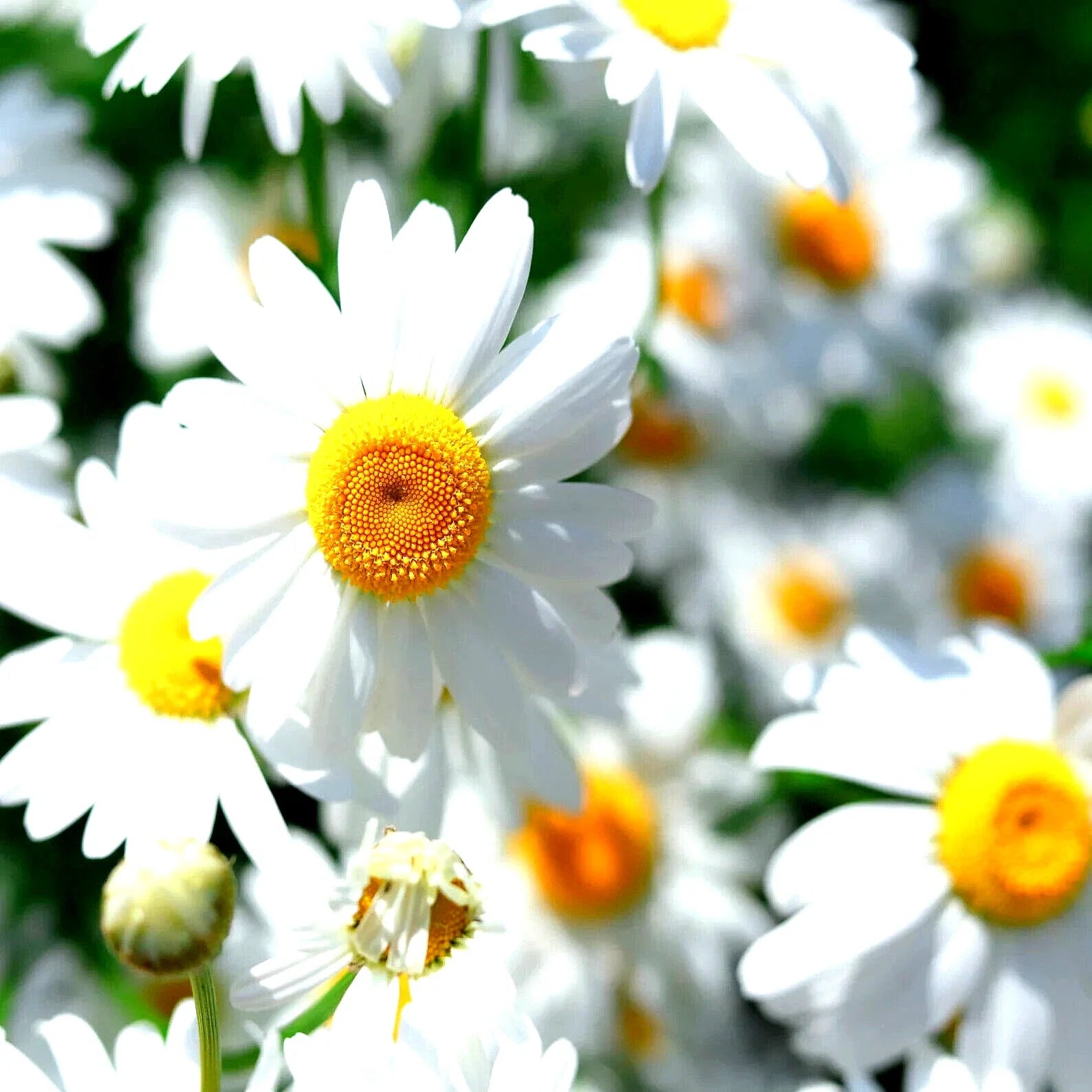 German Chamomile Seeds - 200 Non-GMO Heirloom Flower Tea Medicinal Herb (Matricaria chamomilla)