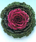 Ornamental Kale Flower Seeds - Songbird Red - 40 Fresh Seeds - Brassica oleracea