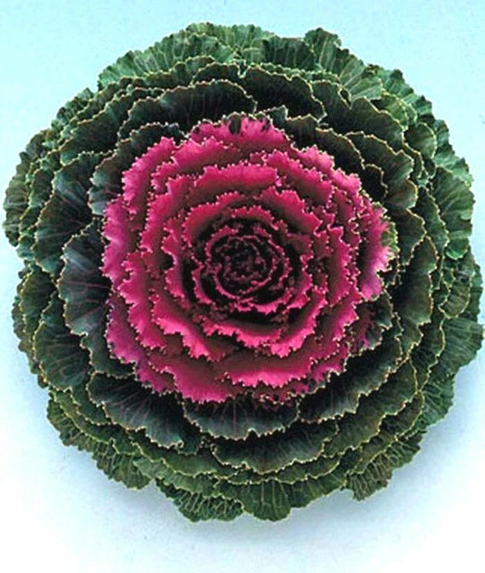 Ornamental Kale Flower Seeds - Songbird Red - 40 Fresh Seeds - Brassica oleracea