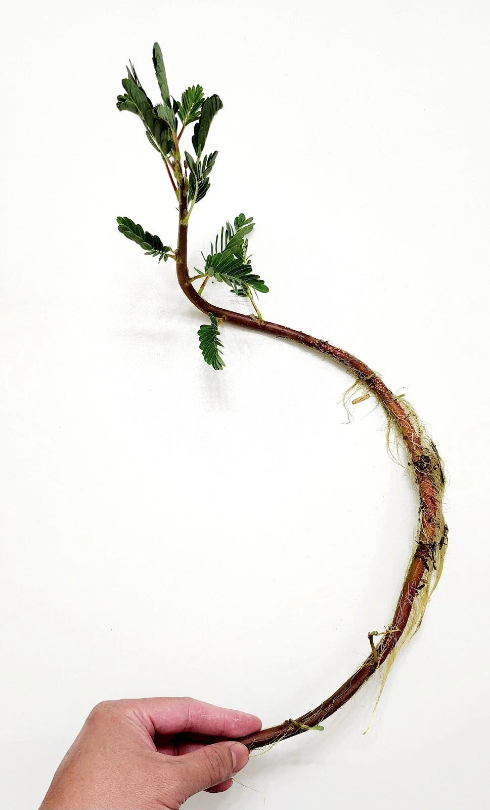 Botswana Wonder Sensitive Plant - Tropical Aquatic Pond Plant - Mimosa pudica - Live Plant