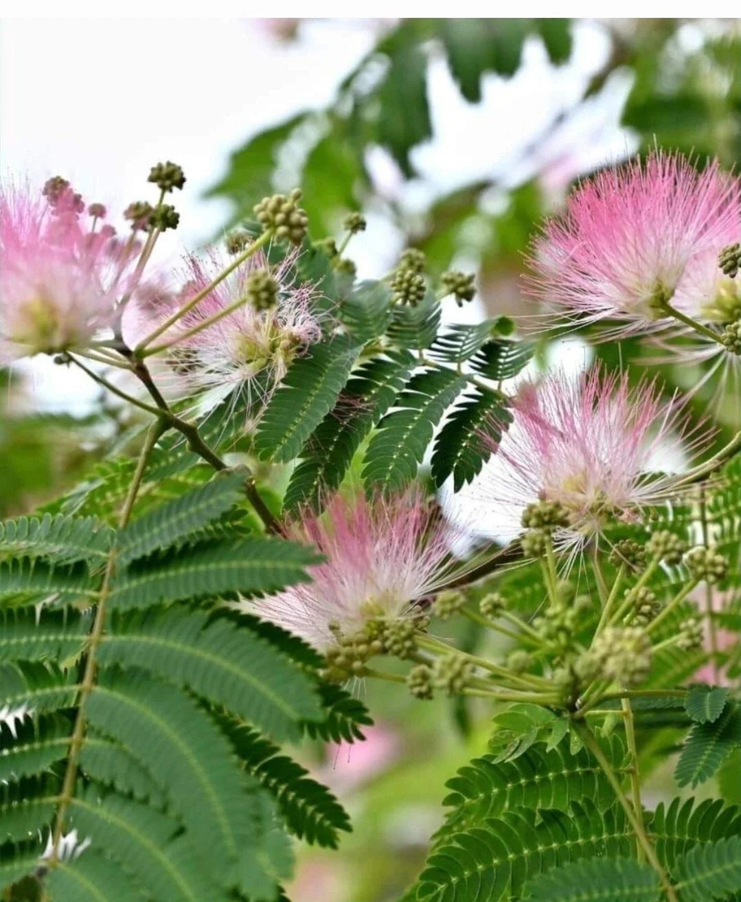 Silk Tree Seeds - 15+ Seeds - Mimosa / Persian Silk Tree of Happiness - Albizia julibrissin