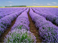 Lavender Vera Seeds - 1000+ Heirloom Seeds - Strong Scent - Medicinal Properties - Lavandula angustifolia