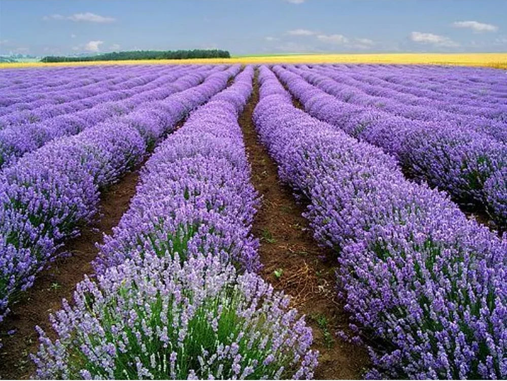 Lavender Vera Seeds - 1000+ Heirloom Seeds - Strong Scent - Medicinal Properties - Lavandula angustifolia
