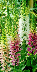 Foxglove Seeds 1012 Bulk - Spotted Purple, Pink, White Digitalis purpurea