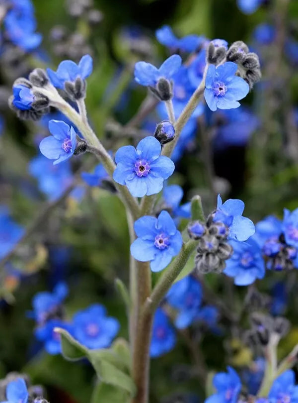 Forget-Me-Not Seeds 150 Organic True Blue Flower Seeds Myosotis spp. New Crop