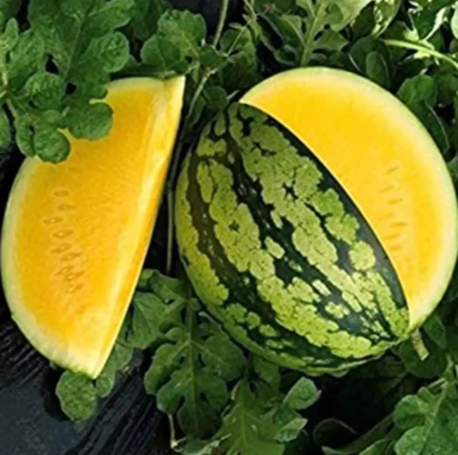 Yellow Gem Watermelon Seeds - 25+ Non-GMO Seeds - True Yellow Variety - Citrullus lanatus