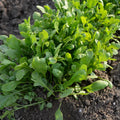 Curled Cress Seeds - 1000+ Count - Non-GMO Heirloom for 2025 Planting - Lepidium sativum - USA Garden