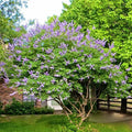 Unrooted Cuttings 6+4 Blue-Purple Vitex agnus-castus Chaste Tree for Rooting and Grafting