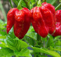 Thai Hot Red Pepper Seeds - 50+ Seeds - Spicy Variety - Capsicum annuum