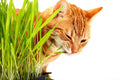 Cat Grass Seeds - 1,000 Seeds - Nutritious Treat for Cats - Dactylis glomerata